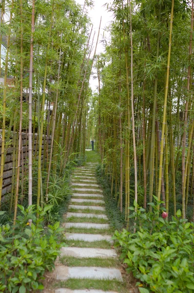 Bamboo road in park — Stock Photo, Image
