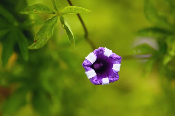 Lila blühende Blume — Stockfoto
