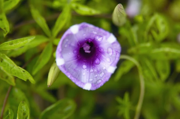 Fioletowy kwiat kwitnący — Zdjęcie stockowe