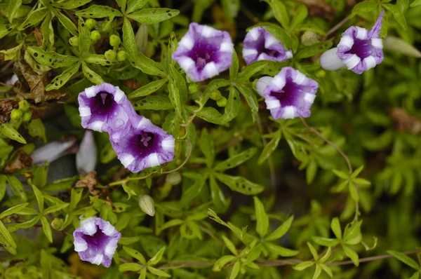 Flores púrpuras en flor — Foto de Stock