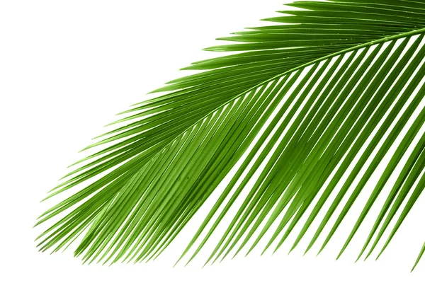 Leaves of palm tree — Stock Photo, Image