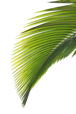 Leaves of palm tree clipart