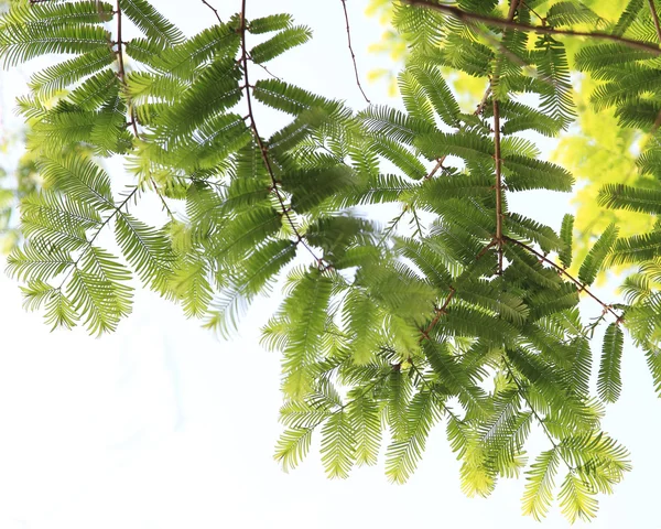 Albizzia의 잎 — 스톡 사진