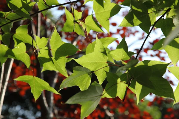 Zelené listy a červené bobule — Stock fotografie