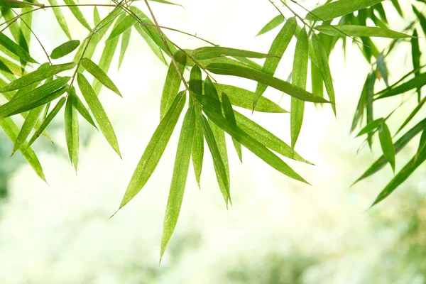 Listy bambusu — Stock fotografie