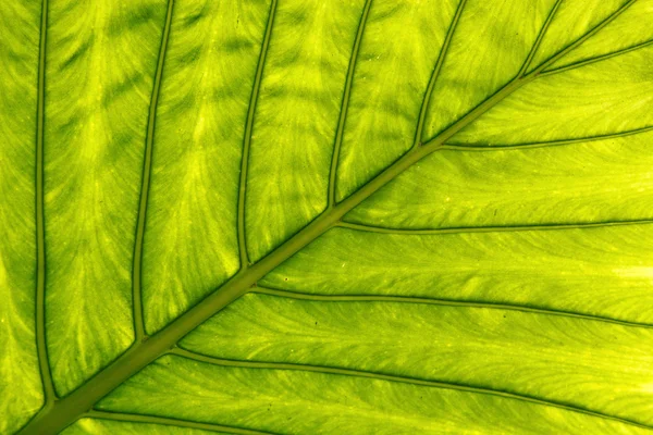 잎 표면 — 스톡 사진