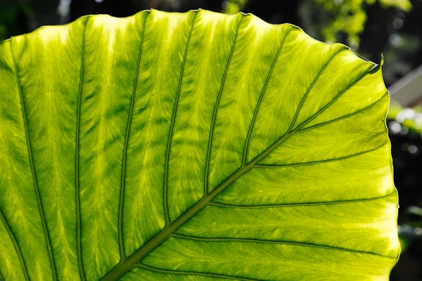 Detalhe da superfície da folha verde — Fotografia de Stock