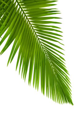 Leaves of palm tree clipart