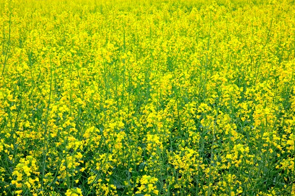 黄色の油糧種子強姦風景 — ストック写真