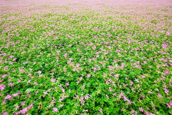 Astragalus sinicus — стокове фото