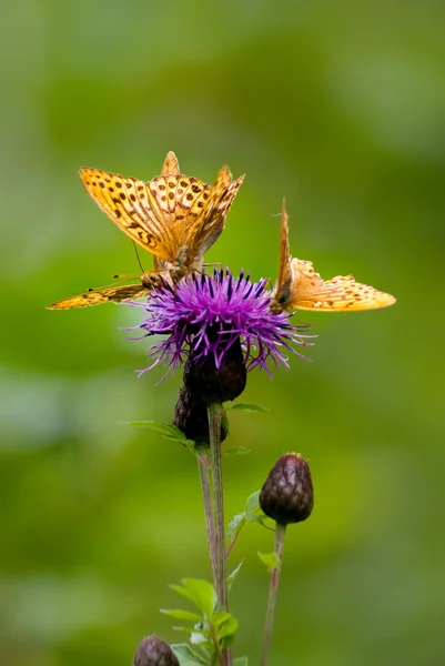 Papillon sur une fleur Photos De Stock Libres De Droits