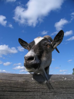 Goat clipart