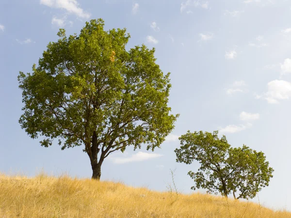 Tree on a background of the sky — Stock Photo, Image