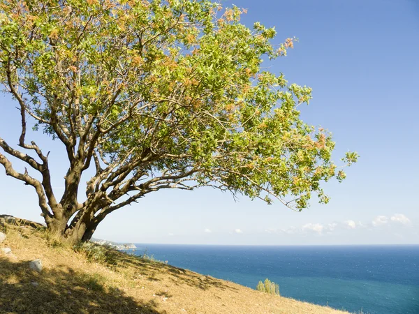 Fıstık ağacı — Stok fotoğraf