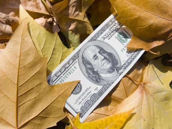 美国美元和秋天的树叶 — 图库照片