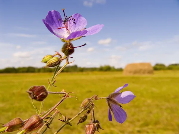 Field violet flowers — Stock Photo, Image