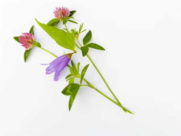 Flower composition — Stock Photo, Image