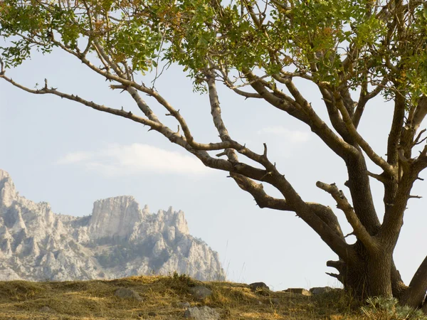 Lonely pistachio tree — Stock Photo, Image
