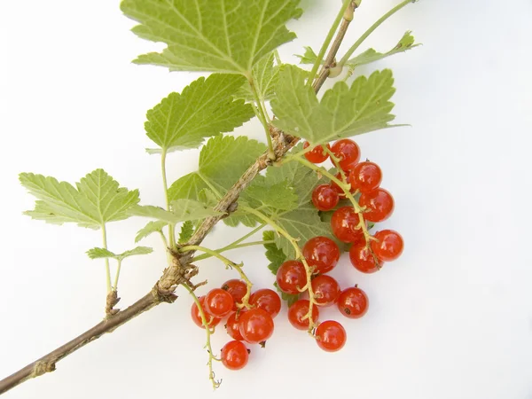 Branch of a red currant — Stock Photo, Image
