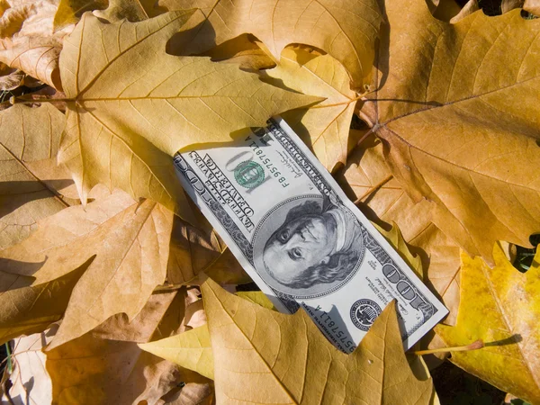 Dólares americanos y hojas de otoño — Foto de Stock