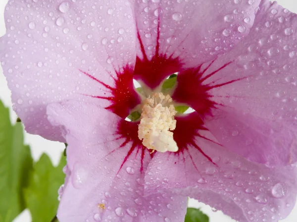 花アオイ科の植物 — ストック写真