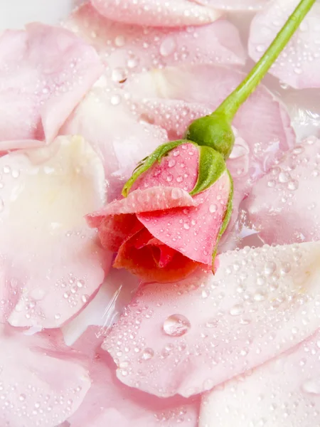 Fiore di una rosa — Foto Stock