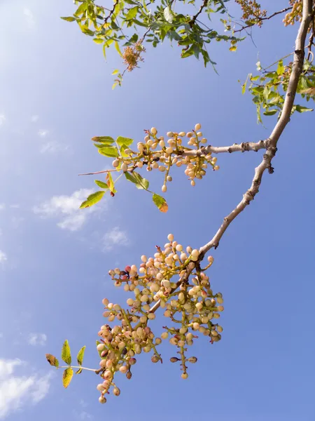 Ramo de uma árvore de pistache — Fotografia de Stock