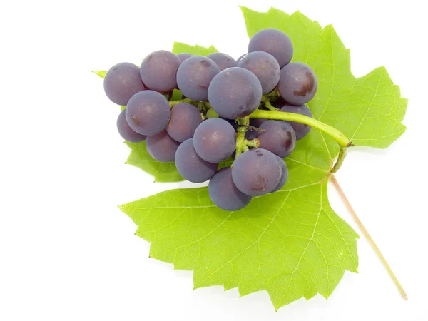 Brush and sheet of a grapes — Stock Photo, Image