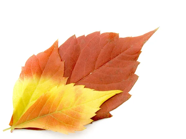 Helle Herbstblätter — Stockfoto