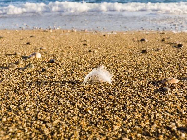 Plume d'oiseau dans le sable marin — Photo