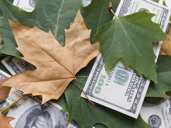 美国美元和秋天的树叶 — 图库照片