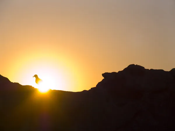 海鸥和太阳 — 图库照片