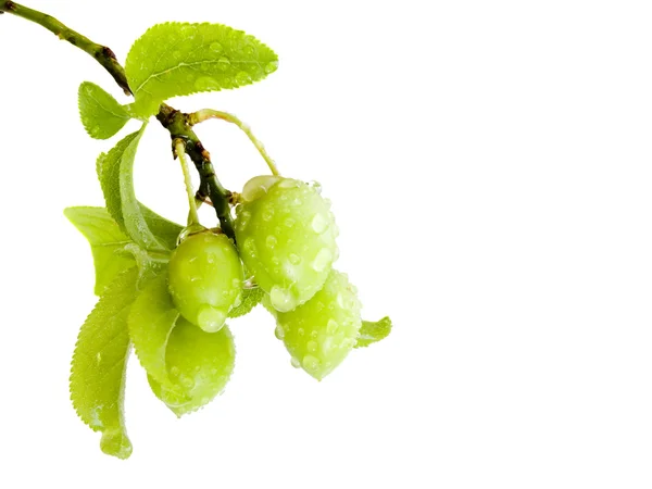 Ameixas verdes — Fotografia de Stock