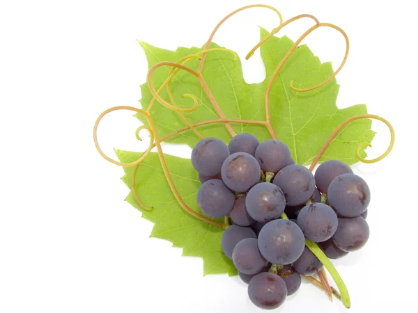 Cluster van een druiven — Stockfoto