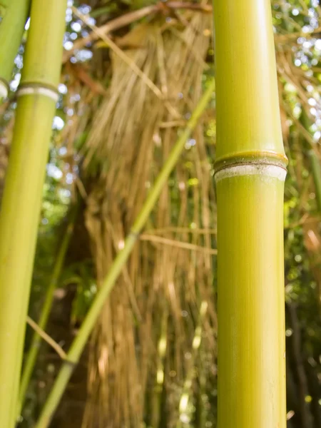 Madeira de bambu — Fotografia de Stock
