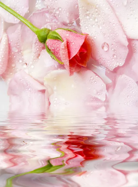Fiore di una rosa — Foto Stock