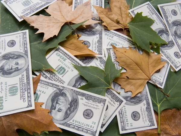 Americké dolary a podzimní listí — Stock fotografie