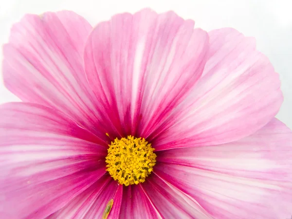 Flower close up — Stock Photo, Image