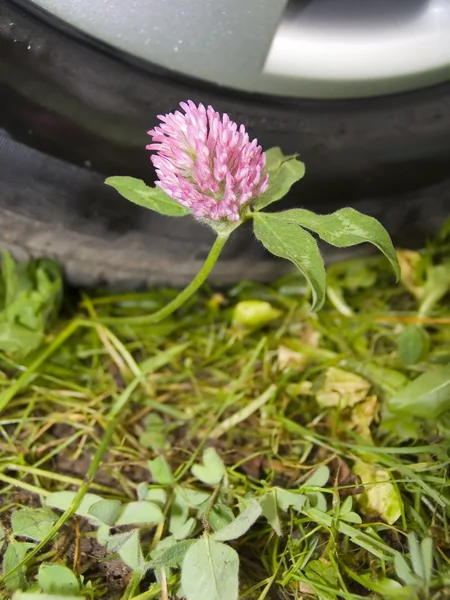 Клевер цветка — стоковое фото