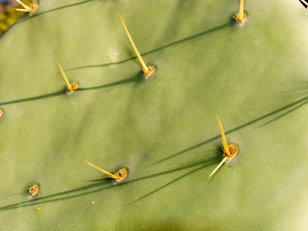 Green cactus — Stock Photo, Image