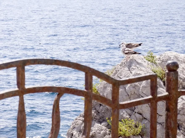 Duas gaivotas em uma rocha . — Fotografia de Stock