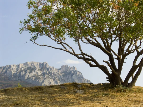 Lonely pistachio tree — Stock Photo, Image