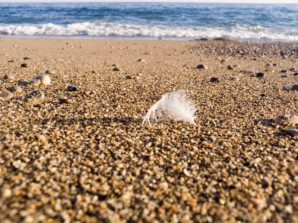Pena de um pássaro em areia do mar — Fotografia de Stock