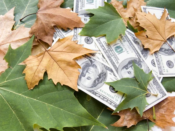 Dólares americanos e folhas de outono — Fotografia de Stock