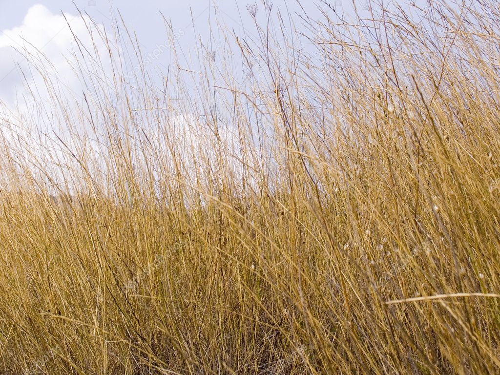 Dry grass Stock Photo by ©anzavru 1868685
