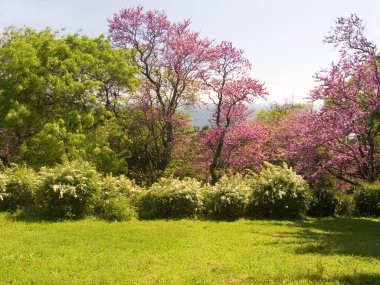 The tree pink colors blossoms clipart