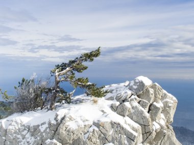 Rock with a lonely pine in mountains clipart