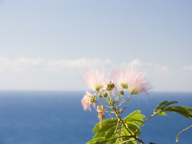 pembe bir akasya çiçeği