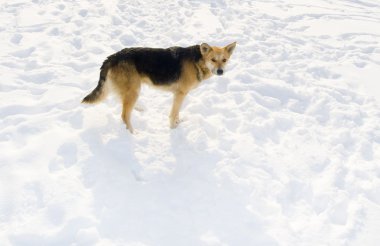 kar üstünde köpek