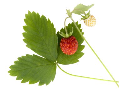 Wild strawberry clipart